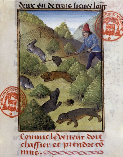 Rabbit Hunt - i "" Hunting Book of Gaston Phoebus, Count of Foix, Lord of Béarn"" av French School