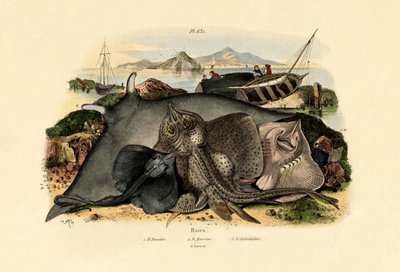 Stråler, 1833-39 av French School
