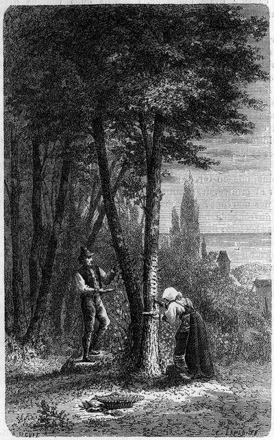 Recolation of manna (manna) on round-leaved frenes. Engraving in “” le journal de la jeunesse”” av French School
