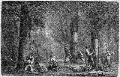 Recolation of the bark of liege oak (oak-liege). Engraving In “” Histoire des plantes”” by Louis Figuier published in “” Le Monde Illustré”” n°399 of 3 December 1864. av French School