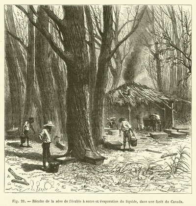 Høsting av sukkerlønnesaft og fordampning av væsken, i en kanadisk skog (gravering) av French School