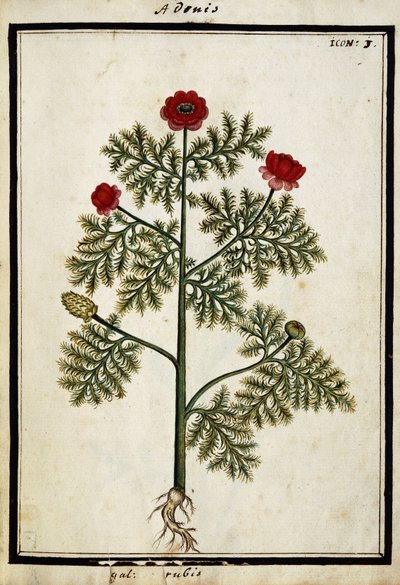 Rød Adonis, ca. 1700 av French School