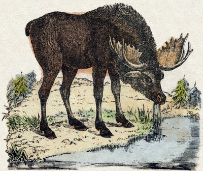 Reinsdyr. Gravering i "" Alphabet des animaux sauvages"". 9. serie. Bilder av Epinal, Pellerin, trykkeri-utgiver, ca. 1870. Graveringer på tre, stensilert. 16 sider. Mål: 20 x 15 cm. Privat samling av French School