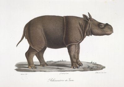 Javan Rhinoceros, fra Natural History of Pattedyr (farge litho) av French School