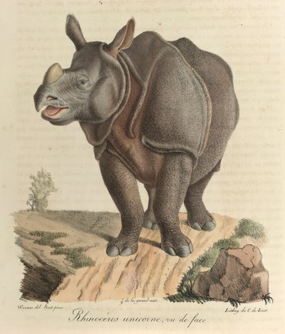 Enhornet neshorn. Et neshorn, fra 