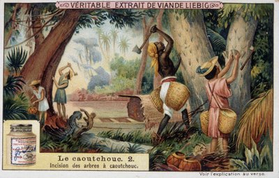 Gummi: snitt av gummiskaft - chromo Liébig. av French School