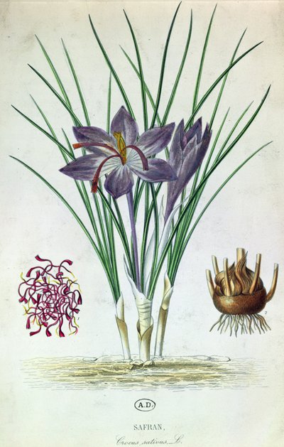 Safran (Crocus Sativus) av French School