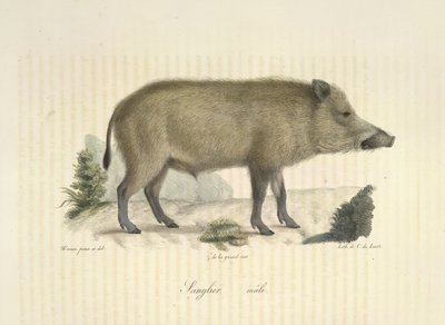 Villsvin, hann, fra Natural History of Mammals (farge litho) av French School