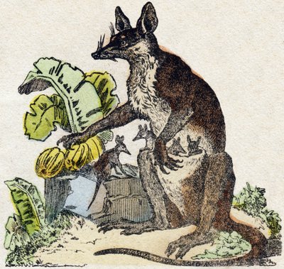 Sarigue (possum). Gravering i "" Alphabet des animaux sauvages"". 9. serie. Bilder av Epinal, Pellerin, trykkeri-utgiver, ca. 1870. Graveringer på tre, stensilert. 16 sider. Mål: 20 x 15 cm. Privat samling av French School