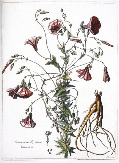 Scamoneum (Scamonium Syriacum) - fra "Samlingen av planter gravert etter ordre fra kong Louis XIV"" av French School