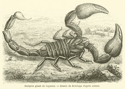 Cayenne kjempeskorpion (gravering) av French School