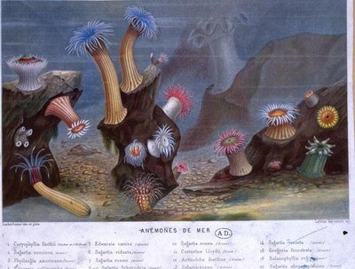 Sjøanemoner, fra en bok utgitt av Hachette (farge litho) av French School