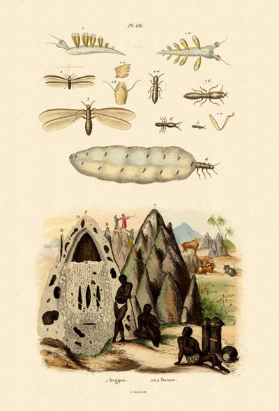 Sea Slug, 1833-39 av French School
