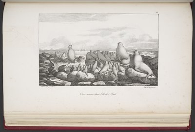 Seler på Saint Paul Island, fra "Utsikt og landskap i jevndøgnsregionene, samlet på en reise rundt om i verden", av Louis Choris av French School