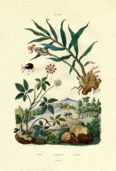 Skinnende edderkoppbille, 1833-39 av French School