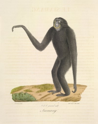 Siamang, from Histoire Naturelle des Mammifères (colour litho)   1349937   no       norwegian Successfully Translated  Original: Saint Germain, LAuxerrois Translat: Saint Germain, L