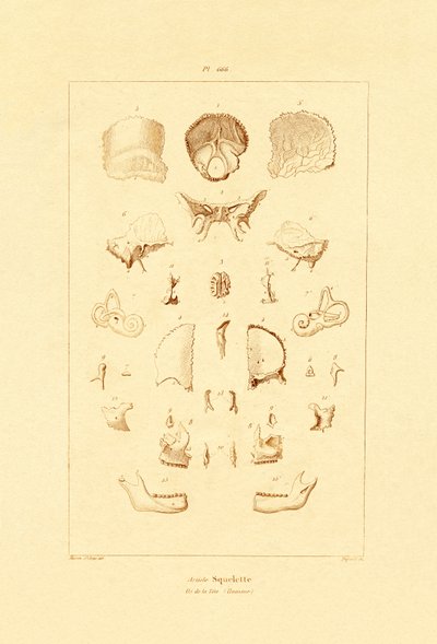 Skjelett, 1833-39 av French School