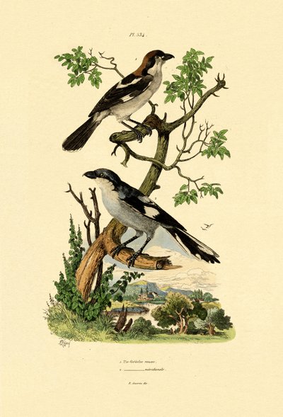 Southern Gray Shrike, 1833-39 av French School