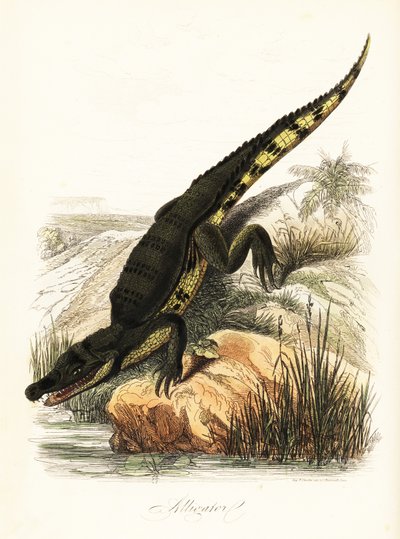 Brillekaiman, kaimankrokodil av French School