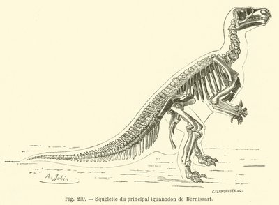 Skjelett av Bernissarts viktigste iguanodon (gravering) av French School