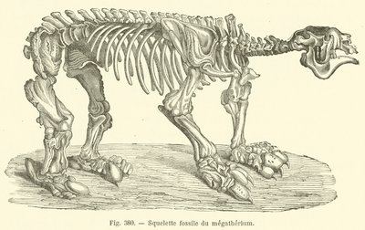 Squelette fossile du megatherium (gravering) av French School
