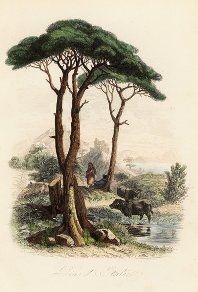 Steinfuru, Pinus pinea, også kjent som italiensk steinfuru, paraplyfuru og parasollfuru av French School