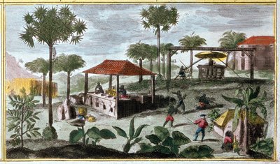 Sukkerproduksjon i Vestindia, detalj av 00155 - i "" Antillenes generelle historie bebodd av franskmennene av Du Tertre", tidlig på 1800-tallet av French School