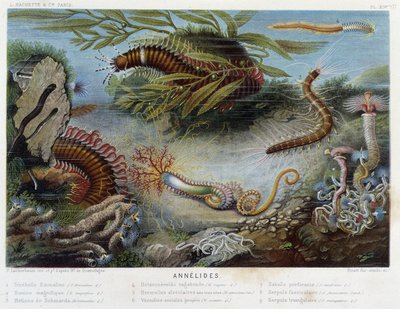 Sunapte de Duvernoy - i "" Le Monde de la Mer"" av Alfred Fredol. utg. Paris, Hackette. av French School