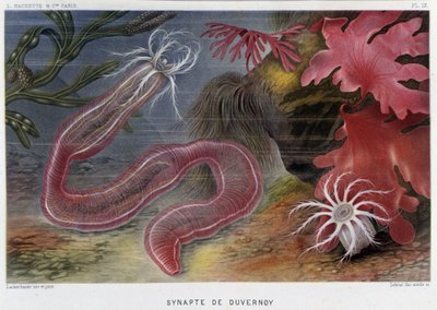 Sunapte de Duvernoy - i ""Le Monde de la Mer"" av Alfred Fredol. utg. Paris, Hachette. av French School