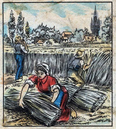 Textile, flax: agriculture. Collects linen that is assembled in a boot to be dry. Engraving. Epinal imaging late 19th century. av French School