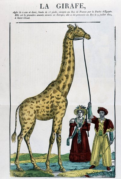 The Giraffe - Bilde av Epinal av French School