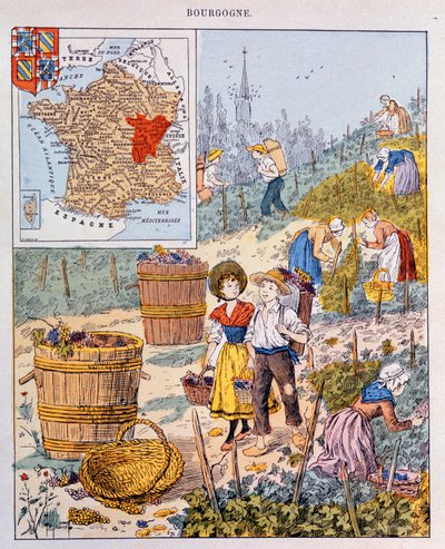 Druehøsten i Burgund, illustrasjon fra en skolebok, ca. 1910 av French School