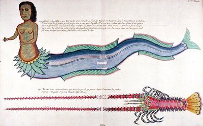 The Mermaid of Amboyna, fra "Fisk, kreps og krabber i forskjellige farger" av Louis Renard, utgitt i Amsterdam av French School