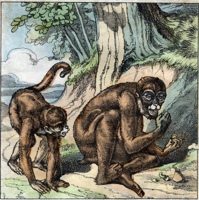 The Monkey and the nut. Fable by Jean-Pierre-Claris (Jean Pierre Claris) by Florian (1755-1794) novelist, poet and fabulist French. Illustration of the end of the 19th century. av French School