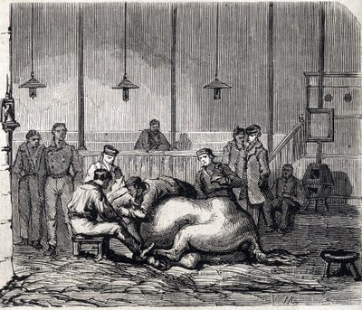 Den nasjonale veterinærskolen i Alfort - Les grandes écoles de France - Veterinærskolen i Maison Alfort i 1866 - Disseksjonsrommet - Gravering i "Le monde illustrious"" fra 1866 av French School