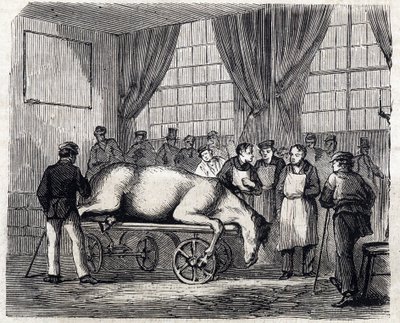 The National veterinary school of Alfort - Les grandes école de france - école veterinaire de maison alfort en 1866 - la salle d