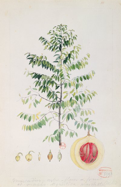 Muskattreet, blomsten og frukten (wc på papir) av French School