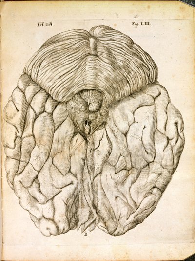 The Structure of the Brain, fra De Homine Figuris av Rene Descartes (1596-1650) utgitt i Haag, 1662 av French School
