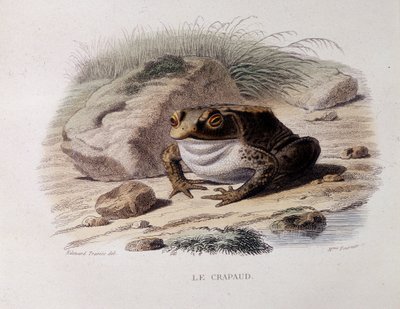 Den vanlige padden (Bufo bufo) - i "" Lacepede"" av French School