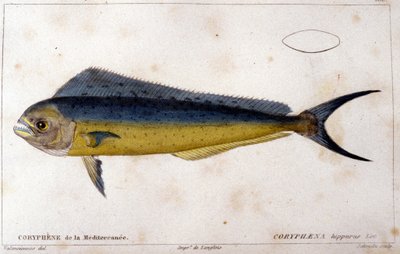 Middelhavets delfinfisk etter "fiskens naturhistorie" av Cuvier, Valenciennes, Paris av French School