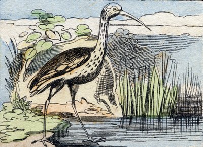 Krøllen . Gravering i "Buffon Alphabet des Oiseaux n 2". 3. Serie N 2. Avbildning av Epinal, Epinal, sent på 1800-tallet. 16 sider. Mål: 28x21cm av French School