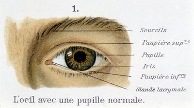 Øyet med normal pupill (detalj) av French School