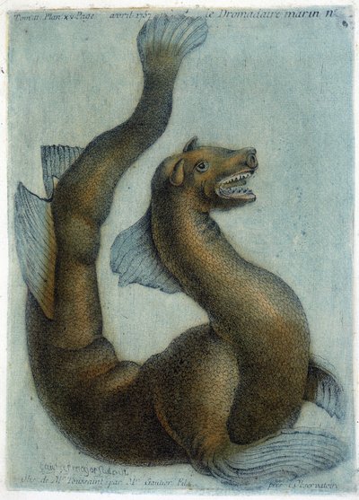 Den marine kamelen. Illustrasjon av M. Toussaint (1756) i "Periodic Observations on Physics, Natural History and the Arts". av French School
