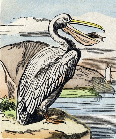 Pelikanen. Gravering i "Buffon Alphabet des Oiseaux n 1". 3. Serie N 1. Avbildning av Epinal, Epinal, sent på 1800-tallet. 16 sider. Mål: 28x21cm av French School