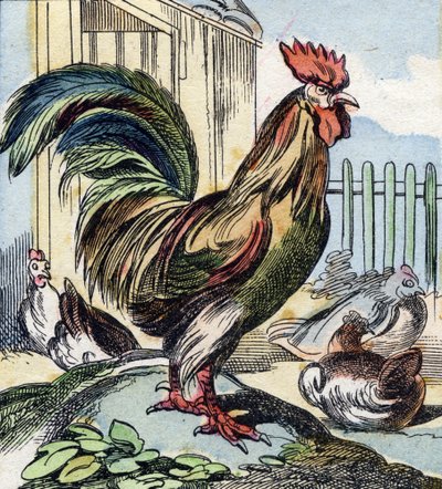 Hanen. Gravering i "Buffon Alphabet des Oiseaux n 2". 3. Serie N 2. Avbildning av Epinal, Epinal, sent på 1800-tallet. 16 sider. Mål: 28x21cm av French School