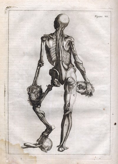 Denne figuren kan tilfredsstille nysgjerrigheten til de som ønsker å se Corps depouille to the Bones - gravering i "Abstract Anatomy, accommodated to the arts of painting and sculpture" - "" Abrege d