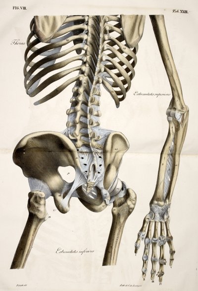 Thorax, fra anatomiske plater av menneskekroppen utført i henhold til naturlige dimensjoner, ledsaget av en forklarende tekst utgitt av cte de Lasteyrie av French School