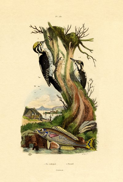 Tretået spett, 1833-39 av French School