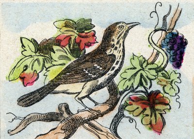 Trost. Gravering i "Buffon Alphabet des Oiseaux n 1". 3. Serie N 1. Avbildning av Epinal, Epinal, sent på 1800-tallet. 16 sider. Mål: 28x21cm av French School