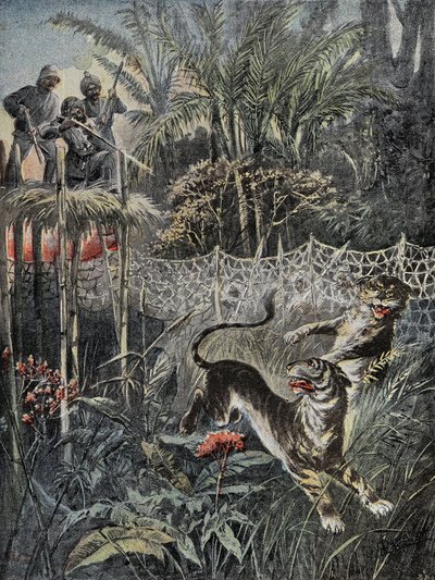 Tigerjakt i jungelen i India: fenderne er bak nettet og jegerne er i sikkerhet på belvederen. Gravering i "" Le Pelerin"", den 05/02/1899. Selva Coll. av French School